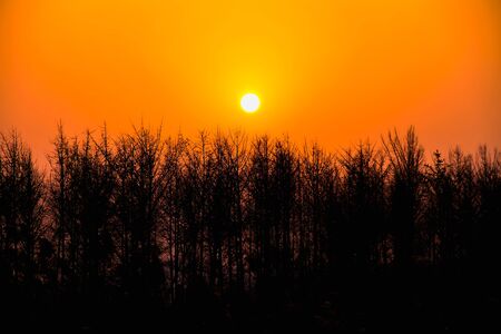 Sunset in the evening and a beautiful tree silhouette.の写真素材