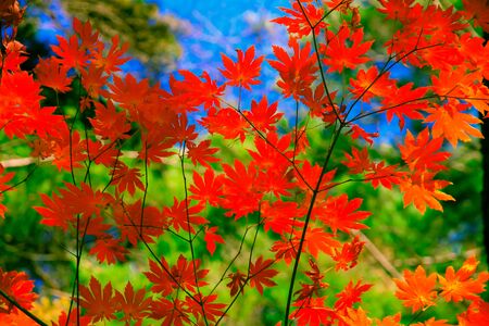 Red maple leaves in autumn season with sky floor and green trees blurred into the background.の写真素材