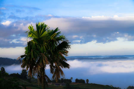 Green sugar palm the white fog covered the mountain behind sunshine in the morning of winter.の写真素材