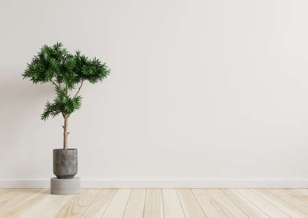 Empty room white walls with beautiful plants sideways on the floor.3d renderingの写真素材