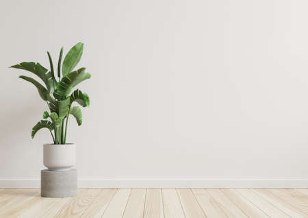Empty room white walls with beautiful plants sideways on the floor.3d renderingの写真素材