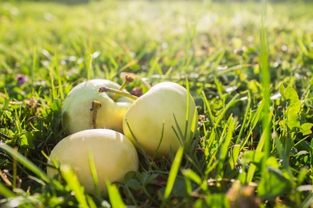 3 yellow - green apples on grass in garden in sunlightの写真素材