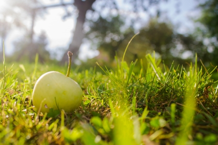 Apple in garden near treeの写真素材