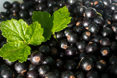 Black currants green leaves background  food healthの写真素材