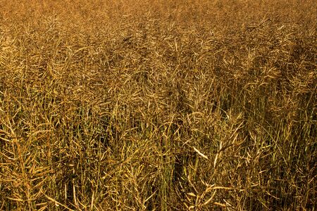 golden - yellow wheat texture or background pictureの写真素材