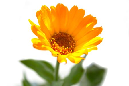 Bright orange flower on white background