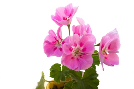Pink flowers with green leaf on white background
