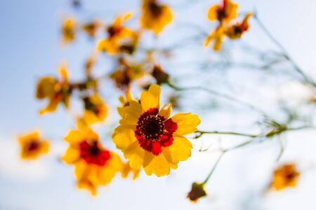 Yellow flowers on blue sky background