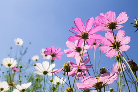 pink and white flowers on blue sky backgroundの写真素材