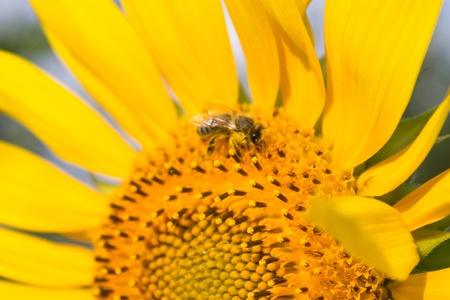 honey bee on yellow sunflower