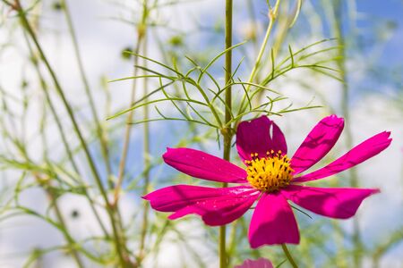 bright pink flower on blue cloudy sky backgroundの写真素材
