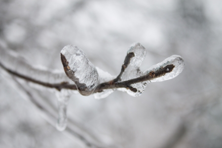 frozen branch of treeの写真素材