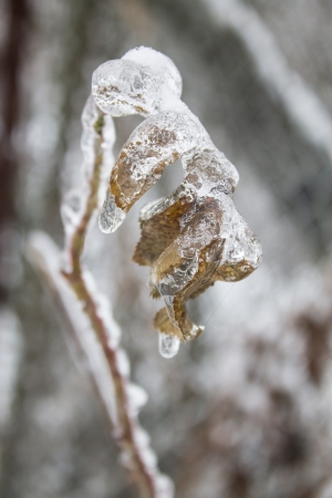 frozen leaf on winter backgroundの写真素材