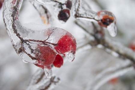 frozen vilbrunum tree branches in snow on winter backgroundの写真素材