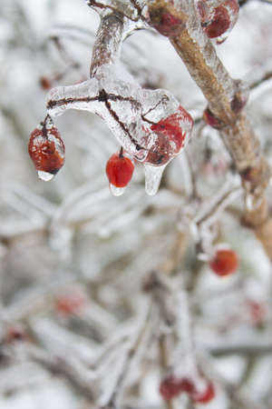 frozen vilbrunum tree branches in snowの写真素材