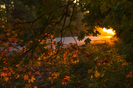 sunset light on road in forestの写真素材