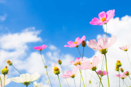 flowers on blue sky background