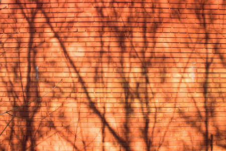 trees shadows on red bricks wall backgroundの写真素材