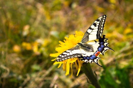 butterfly