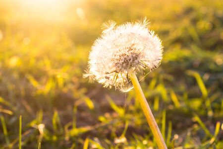 dandelion in sunlightの写真素材