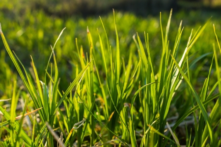 green grass backgroundの写真素材