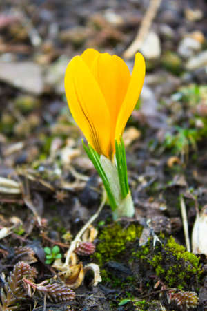yellow flowerの写真素材