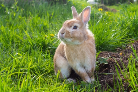 brown rabbit on green grass backgroundの写真素材