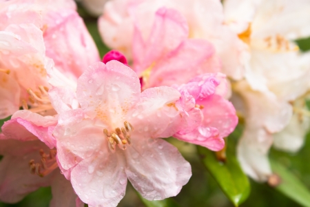 pink flowers and water dropsの写真素材