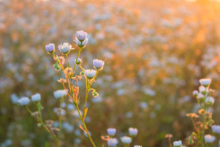 flowers in sunrise lightの写真素材
