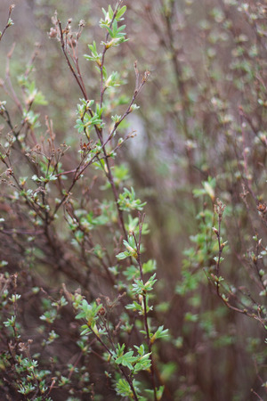 branch of bushの写真素材