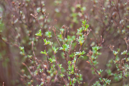 branch of bushの写真素材