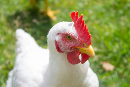 white chickenの写真素材