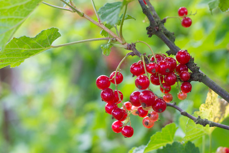 red currants