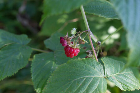 red raspberry and green leaves in garden