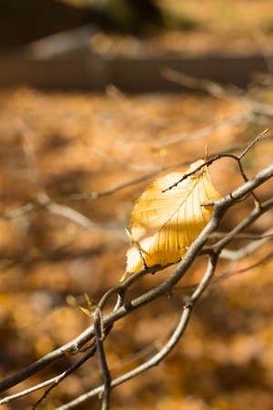 colored autumn leaves on trees in forest