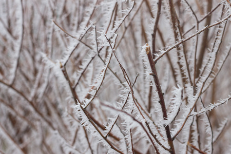 frozen leaves in frosty morningの写真素材