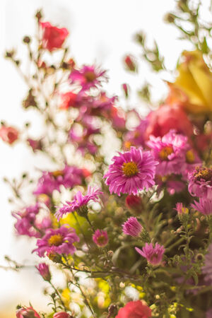 pink flowersの写真素材