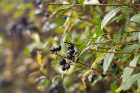 berries and green leavesの写真素材