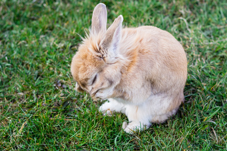 small brown bunny on green grass in summer gardenの写真素材