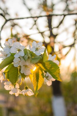 spring tree with white flowers and green leaf in orchard gardenの写真素材