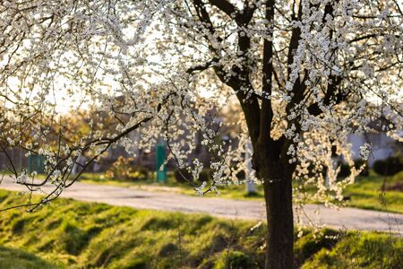 spring tree with white flowers and green leaf in orchard garden