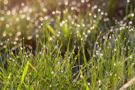 sunlight and bright dew on green grass in summer morningの写真素材