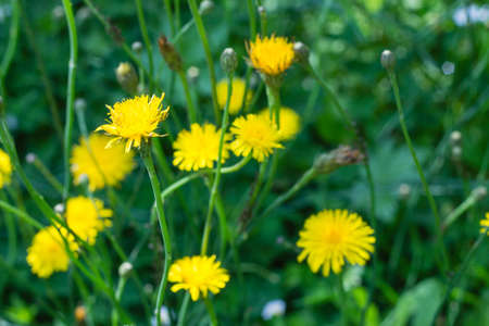 bright yellow dandelion flowers in green grass in summer gardenの写真素材