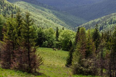 narrow path in green summer mountains with white clouds on blue sky landscapeの写真素材