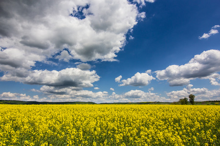 cloudy blue sky and yellow flowers in green grass in summer fieldの写真素材