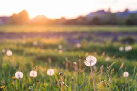 sunset light in green grass and white dandelions in summer fieldの写真素材