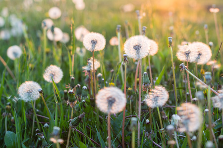 white dandelion flowers in green grass in summer garden in sunset lightの写真素材