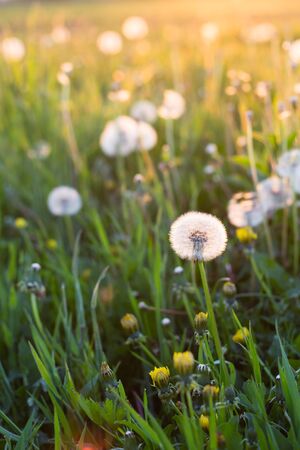 white dandelion flowers in green grass in summer garden in sunset lightの写真素材