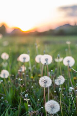 white dandelion flowers in green grass in summer garden in sunset lightの写真素材