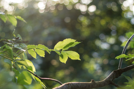 green plants in summer park